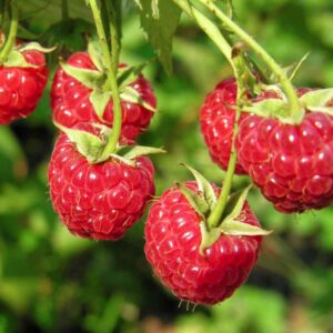 Everbearing Raspberry