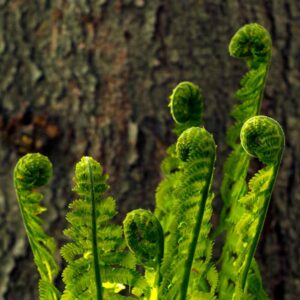 Fiddlehead Ferns