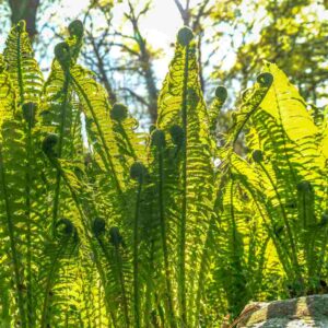 Ferns
