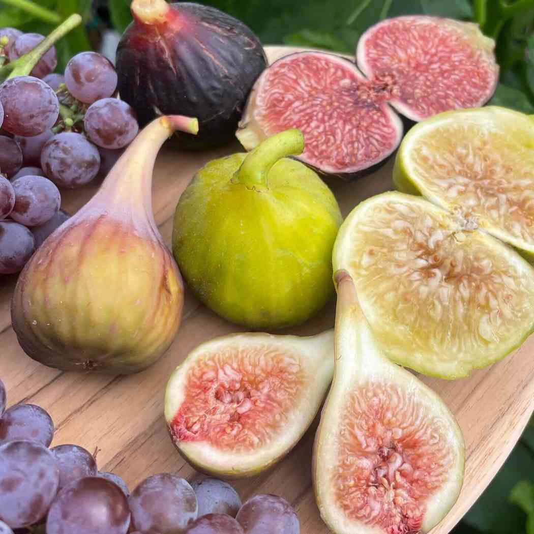 Fig