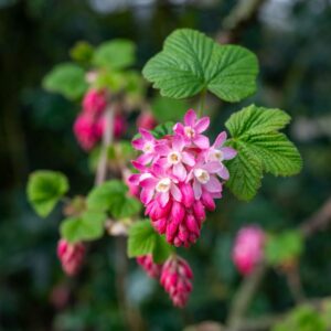 Flowering Currants