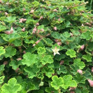 Formosan Carpet Raspberry