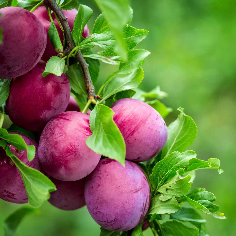 Fruiting Trees