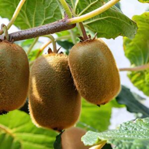 Fuzzy Kiwis
