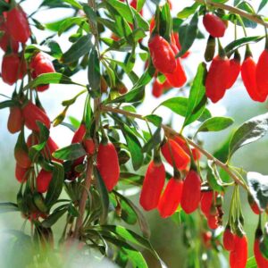 Goji