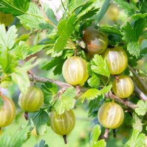 Gooseberry