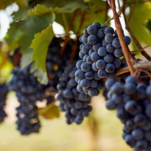 Grapes