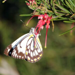 Grevillea