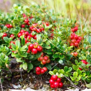 Groundcovers