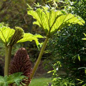 Gunnera