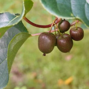 Hardy Kiwis