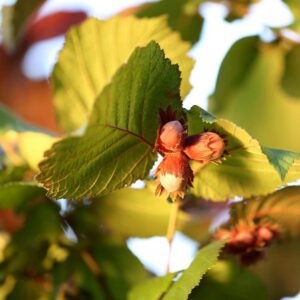 Filberts, Hazelnuts