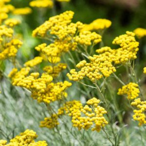 Helichrysum