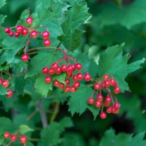 Highbush Cranberry