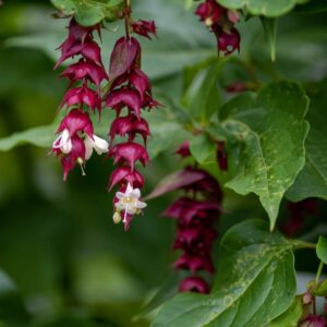 Himalayan Chocolate Berry