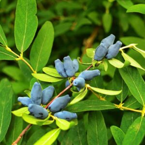 Honeyberry, Haskap Berries