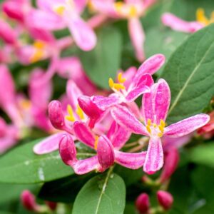 Honeysuckle