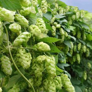 Hops