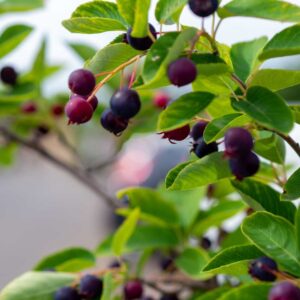 Huckleberry