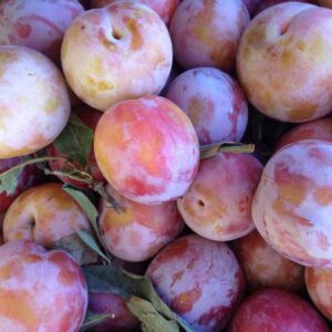 Interspecific Hybrid Fruit Trees