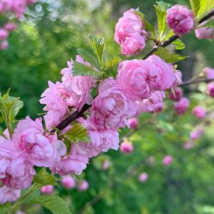 Japanese Flowering Plum & Apricot