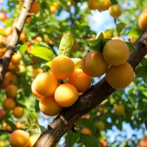Japanese Plums