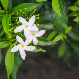 Jasmine