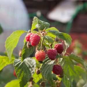 June Bearing Raspberry