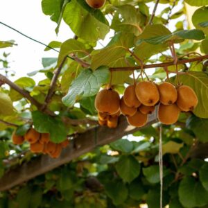 Kiwis
