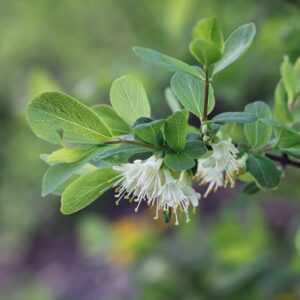 Late Blooming
