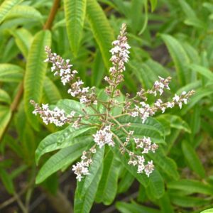 Lemon Verbena