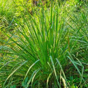 Lemongrass