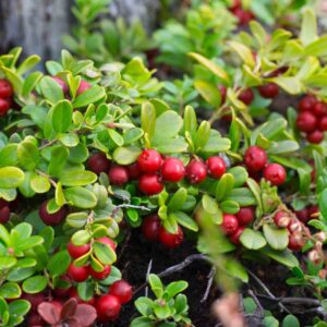 Lingonberry