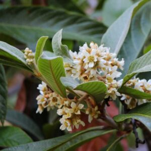 Loquat