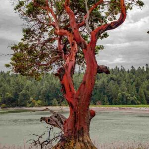 Madrone Trees