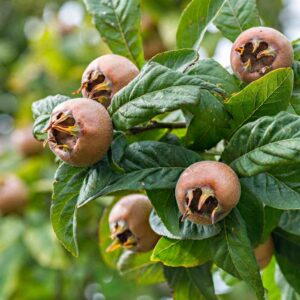 Medlar