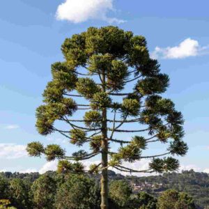 Monkey Puzzle Tree