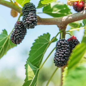 Mulberry