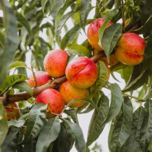Nectarine