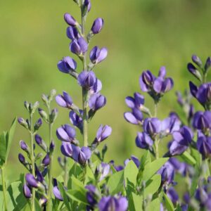 Nitrogen Fixers and Companion Plants