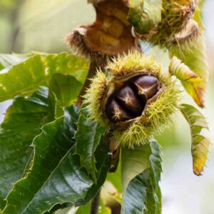 Nut Trees