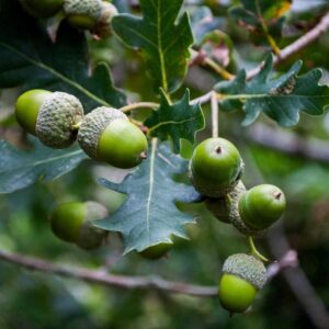 Oak Trees