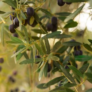 Olive Trees