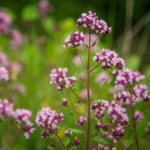 Oregano