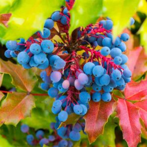 Oregon Grape