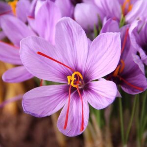 Ornamentals & More