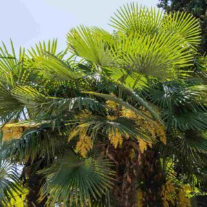 Palm
