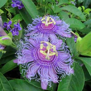 Passiflora