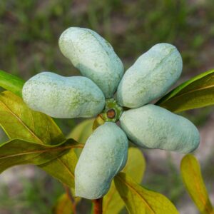Pawpaw