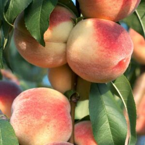 Peach